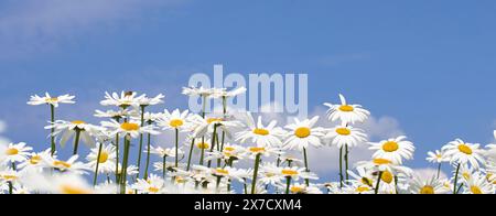 Blooming Daisy Field sotto Blue Sky Foto Stock