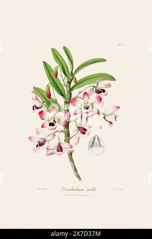 Antica illustrazione botanica di una pianta di orchidee in fiore da un libro del XIX secolo. Intorno al 1830. Foto Stock