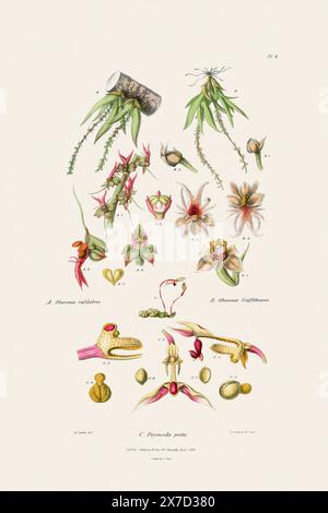 Antica illustrazione botanica di una pianta di orchidee in fiore da un libro del XIX secolo. Intorno al 1830. Foto Stock