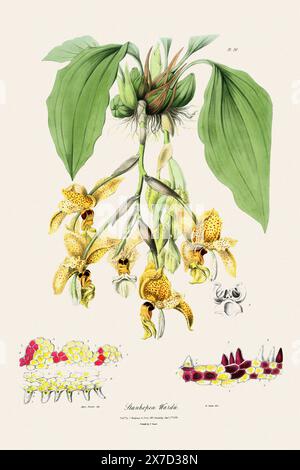 Antica illustrazione botanica di una pianta di orchidee in fiore da un libro del XIX secolo. Intorno al 1830. Foto Stock