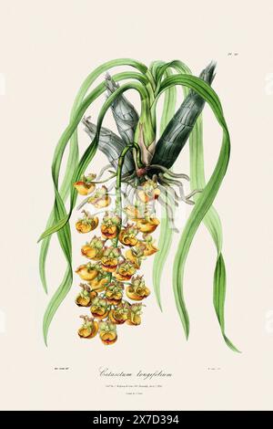 Antica illustrazione botanica di una pianta di orchidee in fiore da un libro del XIX secolo. Intorno al 1830. Foto Stock