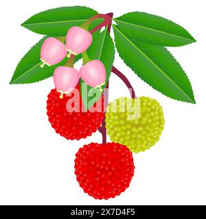 Ramo di corbezzolo di fragole selvatiche con frutti di bosco e fiori. Illustrazione Vettoriale