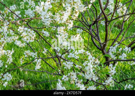 ciliegio nano in fiore in un prato sul retro con i leoni Foto Stock