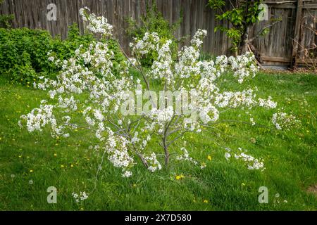 ciliegio nano in fiore in un prato sul retro con i leoni Foto Stock