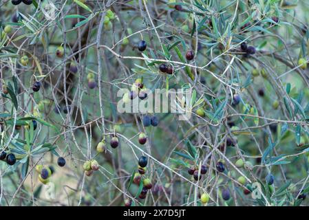 Goditi l'abbondanza di un'abbondante raccolta di olive mentre un gruppo di olive adorna i vivaci rami verdi di un olivo, mostrando la ricchezza Foto Stock