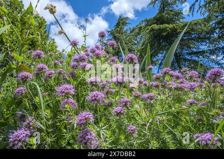 Phuopsis è un genere monotipico di piante da fiore appartenenti alla famiglia delle Rubiaceae Foto Stock