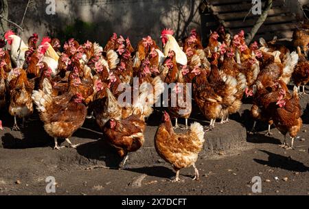 Polli biologici all'aperto pollame in un'azienda agricola di campagna Rietberg, Renania settentrionale-Vestfalia , Germania, Europa Foto Stock