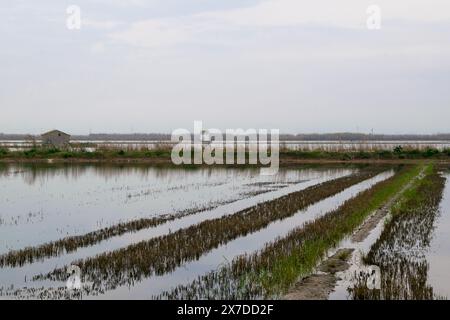 Campo di riso allagato a la albufera di Valencia. Valencia - Spagna Foto Stock