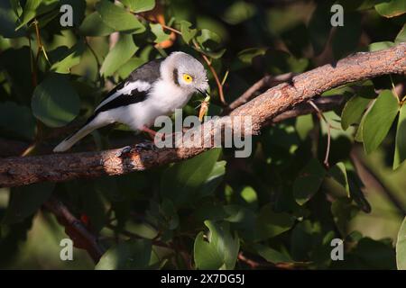 Weißschopf-Brillenwürger / casco-gamberetto a crostata bianca / Prigulops plumatus Foto Stock