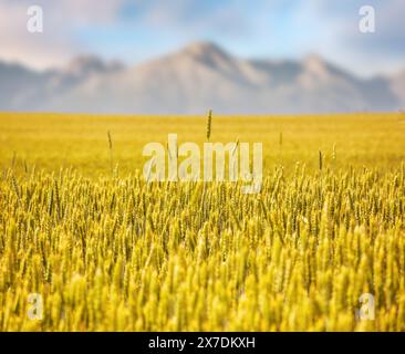 wheat field in slovakia on a sunny day. rural landscape in early summer. high tatra mountain ridge blurred in the distance. composite image Foto Stock