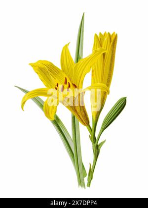 Splendida illustrazione di fiori in fiore. Acquerello digitale con ispirazione vintage su sfondo bianco. Foto Stock