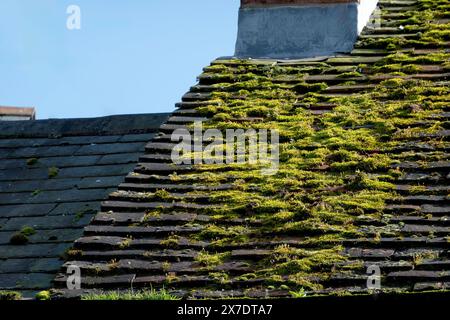 Il muschio cresce su tegole del tetto Foto Stock