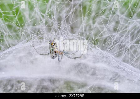 Ragno della basilica (Mecynogea lemniscata) nella sua rete a cupola coperta dalla rugiada mattutina, Brazos Bend State Park, Texas, Stati Uniti. Foto Stock