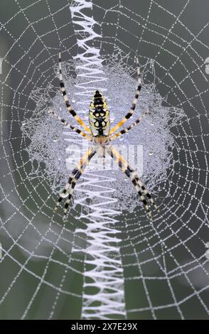 Ragno da giardino nero e giallo (Argiope aurantia) giovane donna in rete coperta da gocce di nebbia mattutina, Brazos Bend State Park, Texas, USA. Foto Stock