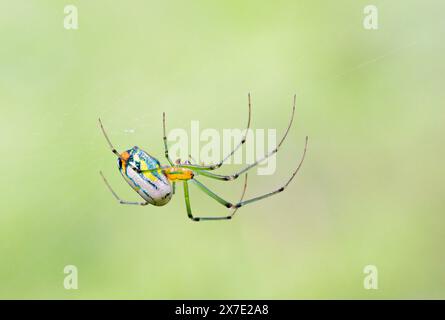 Orchard orbweaver ragder o Mabel's Orb weaver (Leucauge argyrobapta) nella sua rete, Brazos Bend State Park, Texas, Stati Uniti. Foto Stock