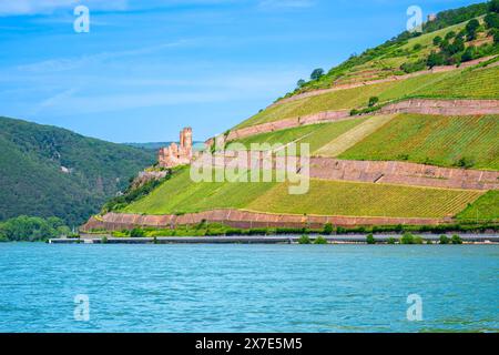 Rovine del castello di Ehrenfels e vigneti sul fiume Reno vicino a Ruedesheim e Bingen am Rhein, Germania. La valle del Reno è una popolare destinazione turistica Foto Stock