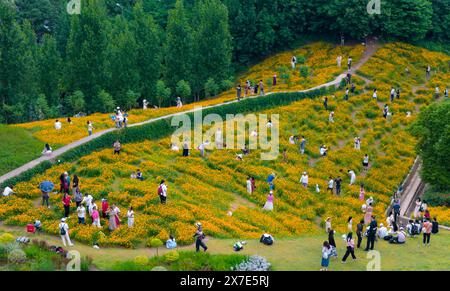 CHONGQING, CINA - 19 MAGGIO 2024 - i turisti apprezzano la fioritura del crisantemo zolfo al Jilanxi Sports Park di Chongqing, Cina, 19 maggio 2024. Foto Stock