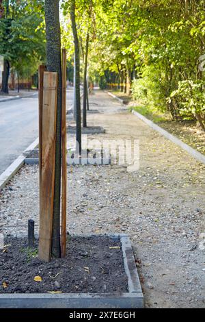 Recinzioni protettive per alberi durante lavori di riparazione stradale. Conservazione delle piantagioni durante la posa di marciapiedi Foto Stock