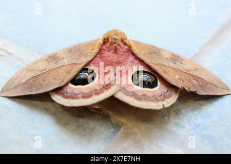 Peacock Eye Moth, Pseudautomeris luteata, dell'ordine Lepidoptera, superfamiglia Bombicoidea, famiglia Saturniidae, sottofamiglia Hemileucinae, vista dall'alto. Foto Stock