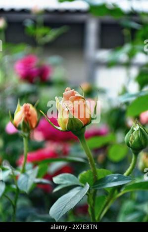 due gemme chiuse e una gemma fiorente di rose gialle. Foto Stock