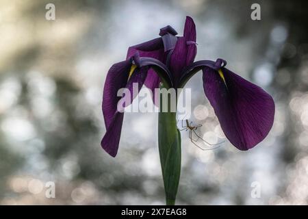 Iris setosa (Iris setosa) e ragno estensore (Tetragnatha extensa), Emsland, bassa Sassonia, Germania Foto Stock