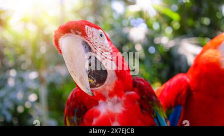 Pappagallo rosso e bianco della giungla con becco aperto che fissa la fotocamera. Foto Stock