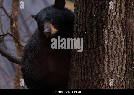 Una femmina di orso nero americano che si arrampica e si siede su un albero Foto Stock