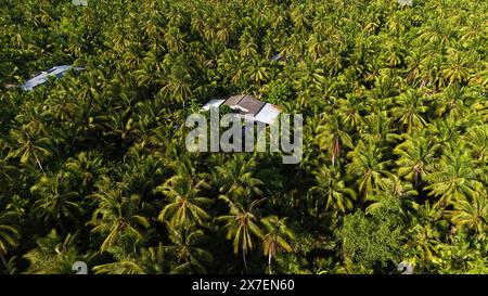 Incredibile vista aerea del villaggio del Delta del Mekong, vasto campo di noci di cocco, nipa, tetto di una casa solitaria nel verde di palme, scenario solitario di campagna ecologica Foto Stock