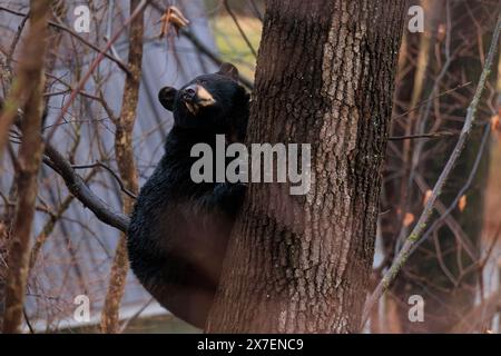 Una femmina di orso nero americano che si arrampica e si siede su un albero Foto Stock