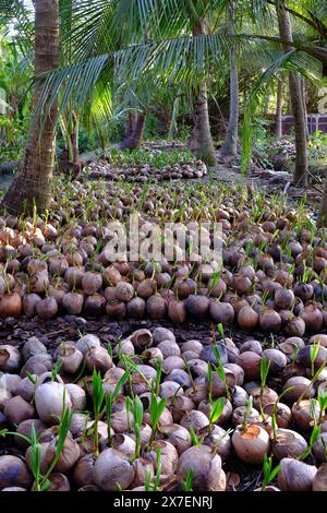 Vivaio di noci di cocco per l'allevamento di palme con molte piantagioni in piantagione a Ben tre, Delta del Mekong, Vietnam, il germoglio cresce da conchiglie in verde, giovane vita vegetale Foto Stock