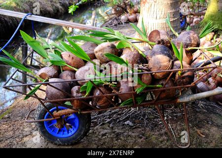 Vivaio di noci di cocco per l'allevamento di palme con molte piantagioni in piantagione a Ben tre, Delta del Mekong, Vietnam, il germoglio cresce da conchiglie in verde, giovane vita vegetale Foto Stock