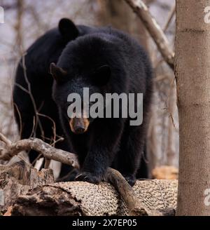 Una femmina di orso nero americano che si arrampica e si siede su un albero Foto Stock