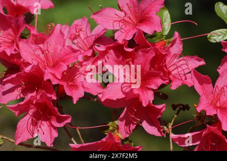 Primo piano Azalea rossa in fiore appartenente alla sezione Rododendro Tsutsusi. Sottogenere Azaleastrum. Primavera, maggio. Giardino olandese Foto Stock