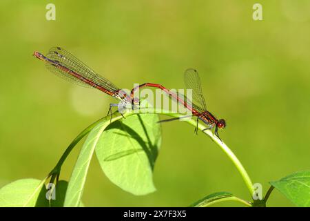 Due grandi damigelle rosse (Pyrrhosoma nymphula), famiglia Coenagrionidae. Maschio, femmina su foglie di comune bosco di neve (Symphoricarpos albus) giardino olandese Foto Stock