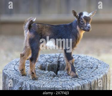 12 giorni - Old Pigmy Goat Kid in an Animal Pen. Foto Stock