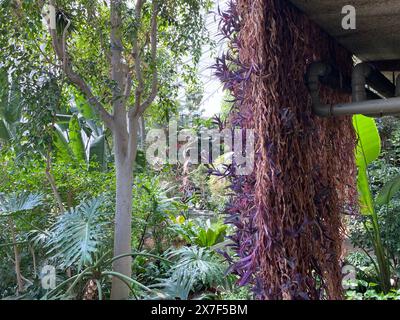 Inaugurata nel 1984 , molte delle piante originali sono state propagate al West Ham Park Nursery . Il Conservatory ospita un vibrante mix di pesci, terrapine e oltre 1.500 specie di piante e alberi. Foto Stock