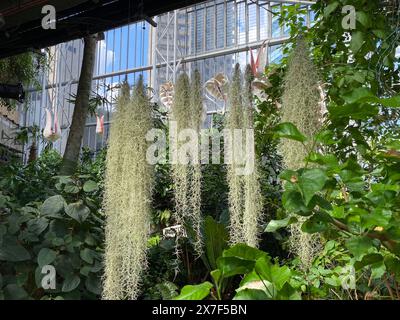 Inaugurata nel 1984 , molte delle piante originali sono state propagate al West Ham Park Nursery . Il Conservatory ospita un vibrante mix di pesci, terrapine e oltre 1.500 specie di piante e alberi. Foto Stock