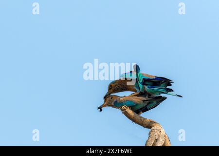 primo piano del rullo indiano con dettagli di ali il rullo indiano è un uccello della famiglia Coraciidae Foto Stock