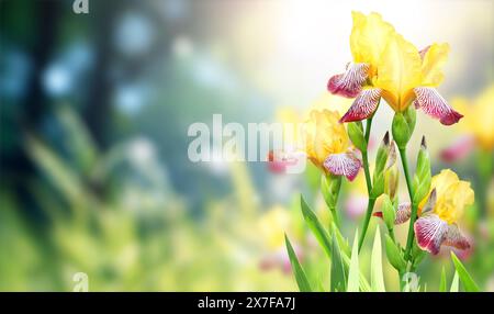 Fiori d'Iris su uno splendido sfondo naturale. Sfondo orizzontale con scena estiva con fiori di Iris di colore marrone e giallo. Servizio fotocopie Foto Stock