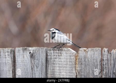 Un wagtail grigio si trova su una recinzione di legno fatta di vecchie tavole, da vicino Foto Stock