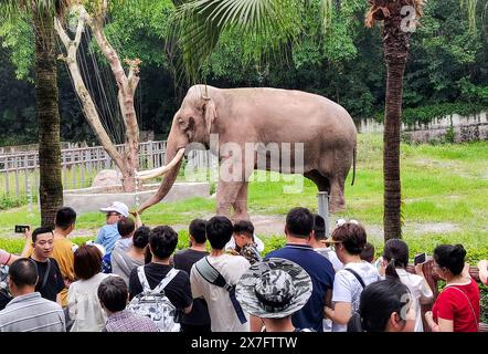 Chongqing, Cina. 20 maggio 2024. I cittadini guardano un elefante eseguire abilità con le sue lunghe narici allo zoo di Chongqing a Chongqing, in Cina, il 19 maggio 2024. (Foto di Costfoto/NurPhoto) credito: NurPhoto SRL/Alamy Live News Foto Stock