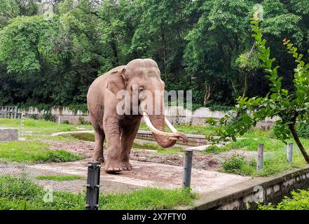 Chongqing, Cina. 20 maggio 2024. I cittadini guardano un elefante eseguire abilità con le sue lunghe narici allo zoo di Chongqing a Chongqing, in Cina, il 19 maggio 2024. (Foto di Costfoto/NurPhoto) credito: NurPhoto SRL/Alamy Live News Foto Stock