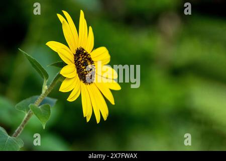 Una foto laterale di una testa di girasole giallo brillante con un centro nero e giallo contro foglie verdi. Foto Stock