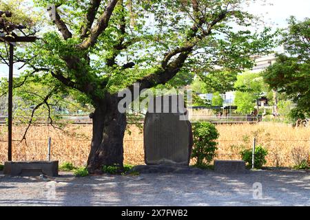 Shinobazu no ike (lago nenuphar di Shinobazu) nel parco di Ueno, Tokyo, Giappone Foto Stock