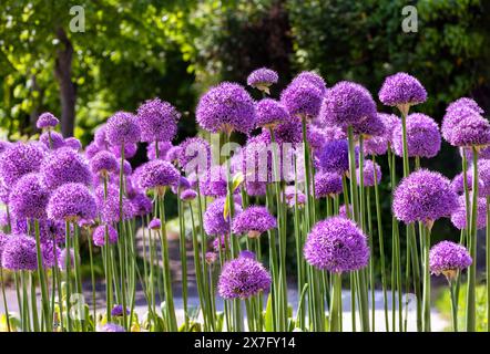 Fiori di Allium o "cipolla ornamentale" in fiore in giardino. Gruppo di vivaci fiori rosa viola con teste di fiori a globo rotonde su steli alti. Irlanda Foto Stock
