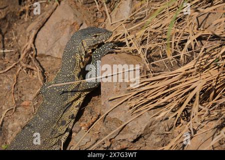 Nilwaran / Nile monitor / Varanus niloticus Foto Stock