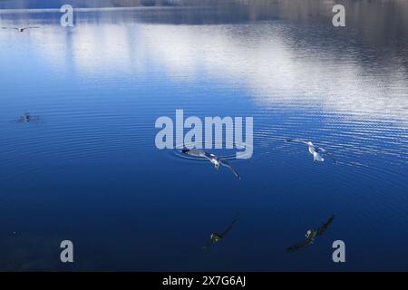 Gabbiano su un fiordo Foto Stock