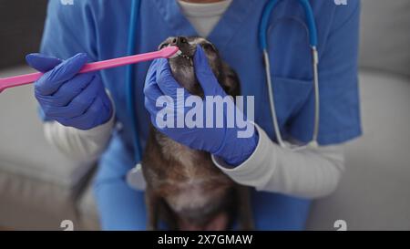 Veterinario in scrub esamina i denti di un chihuahua in una clinica Foto Stock