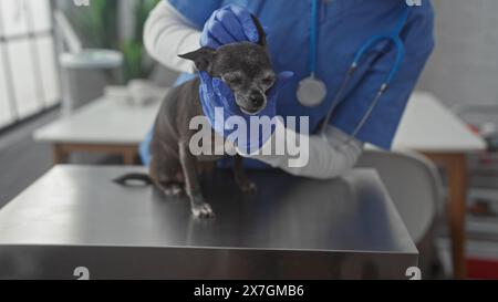 Un veterinario in scrub blu esamina un chihuahua in una clinica, ritraendo cura e professionalità al chiuso. Foto Stock