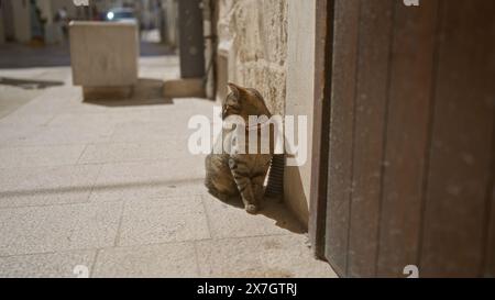 Un gatto a righe che indossa un colletto si siede alla luce del sole su una strada stretta all'aperto, appoggiato contro un muro di pietra in una tranquilla area urbana. Foto Stock